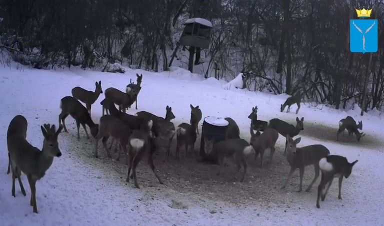 В саратовском охотугодье диких животных кормят грецкими орехами